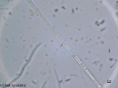 phyto/Brazilian_Nordeste/FernandodeNoronha_station40/ABRACOS2 April 2017/Lyngbya sp7 (st41_SUP_oscillatoria_sp_hormogonio170913_003_ovl -2)(copy)_thumb.jpg